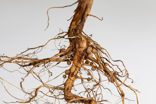 Soybean root system with nitrogen fixing nodules on roots. Soybean plant health, fertilizer and farming concept.