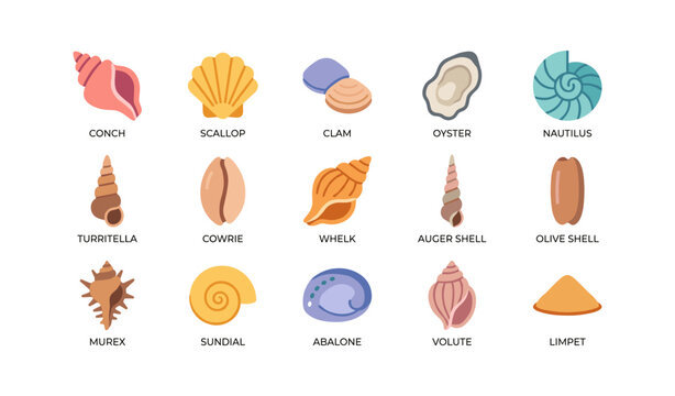 Various seashell illustrations arranged in a labeled grid layout