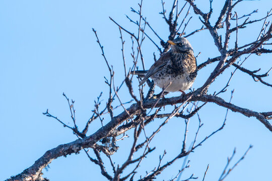 Fieldfare (Turdus pilaris) on a branch