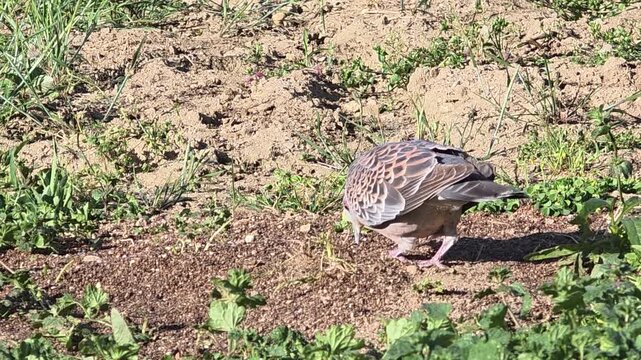 Oriental Turtle Dove Foraging on Rapeseed Residue in a Garden 텃밭에서 유채겨를 먹는 멧비둘기의 먹이 활동 #003