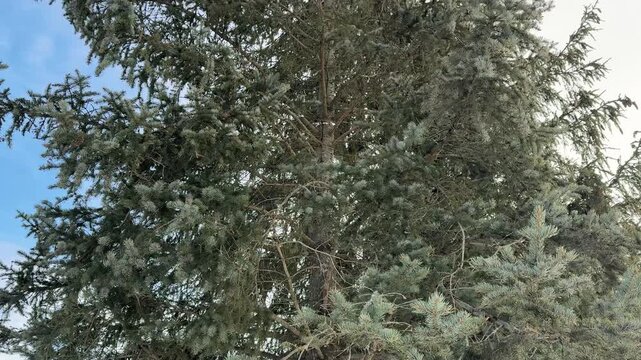 Metal fence snowy parking fir trees gleaming galvanized panels form high barrier beside snow-covered lot, tall fir trees framing
