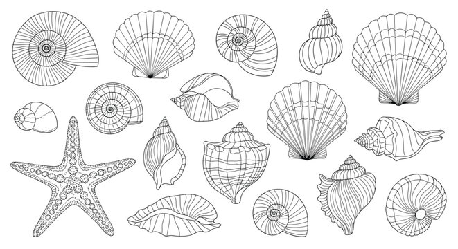 Comprehensive collection of hand drawn seashell sketches and a single starfish in a classic black and white line art style.