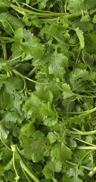 Freshly harvested young white mustard greens as a background. Mustard greens are great for cooked salads, such as the Indian sarson ka saag dish. Table spin. vertical video.