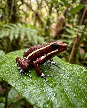 Phantasmal Poison Frog (Epipedobates tricolor) - Masterpiece Wildlife.
