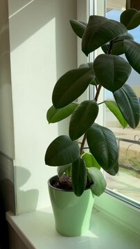 Sunlit rubber plant on windowsill green pot soft morning light casts gentle shadows across glossy leaves simple white sill urban