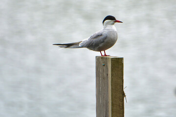 Obraz premium A seagull post