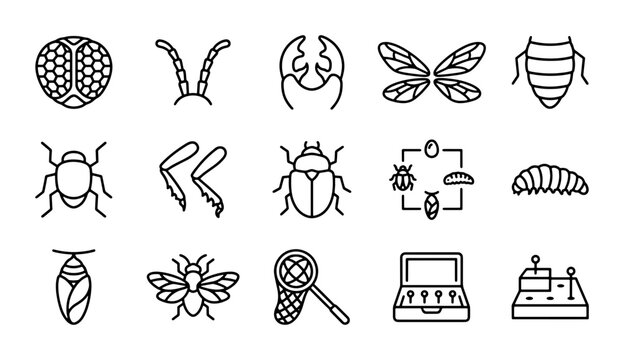 Insect Icons Set, Entomology Vector Graphics, Bug Anatomy Line Art, Entomological Study Elements