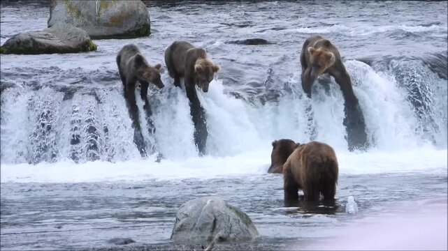 Several large brown bears fishing at Brooks Falls in Katmai National Park Alaska