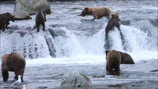 Several big brown bears searching for food at Brooks Falls in Katmai National Park Alaska