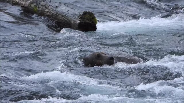 Large brown bears searching for food at Brooks Falls in Katmai National Park Alaska