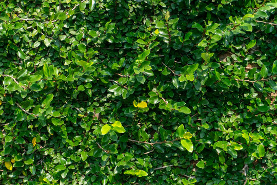 Close-up wrightia religiosa, also known as the Siamese rough bush, is often used as a natural hedge or barrier due to its dense, small leaves.