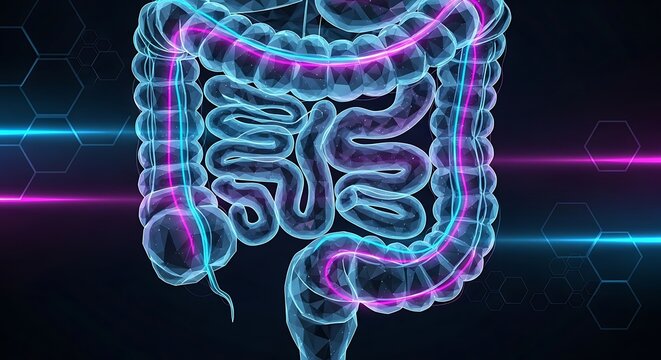 Human digestive system anatomy illustration.