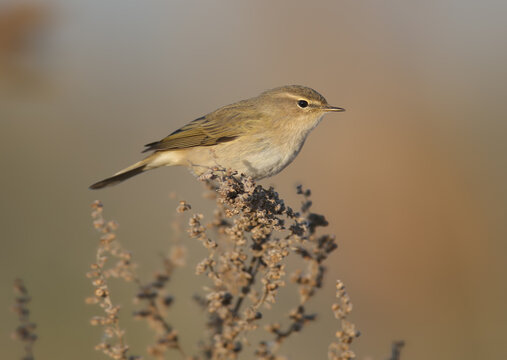 Extra close-up of a Common Chiffchaff (Phylloscopus collybita) sitting on a dry stem, isolated on a blurred background.