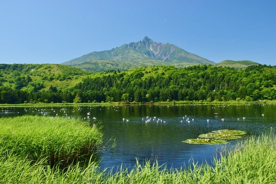 新緑に包まれた利尻島　利尻岳