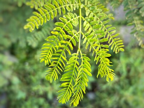 Fresh Green Leucaena Leucocephala Leaves in Sunlight