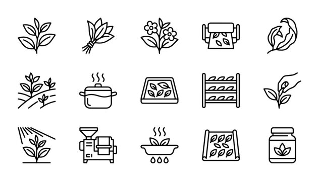 Tea Production Icons: Leaf Harvesting, Processing, Drying, Packaging Vector Set