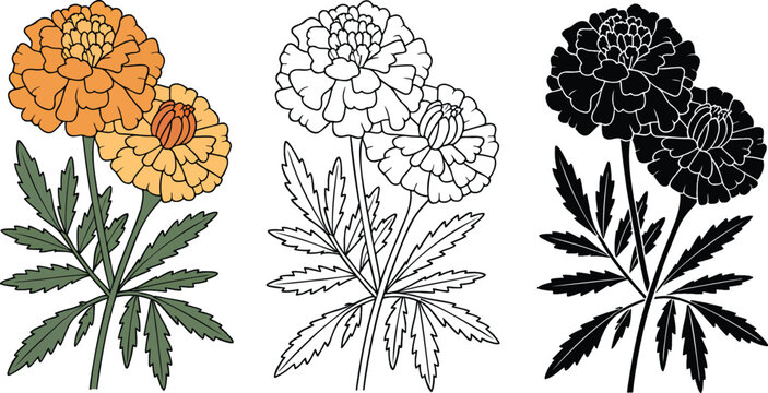 French marigold flower silhouette & Outline and illustration set isolated on transparent background 
