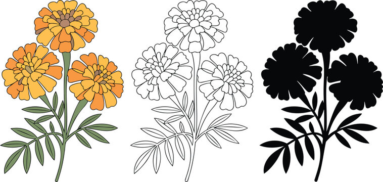 French marigold flower silhouette & Outline and illustration set isolated on transparent background 