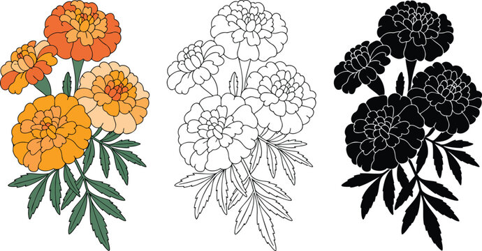 French marigold flower silhouette & Outline and illustration set isolated on transparent background 