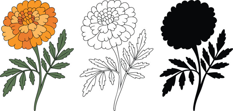 French marigold flower silhouette & Outline and illustration set isolated on transparent background 