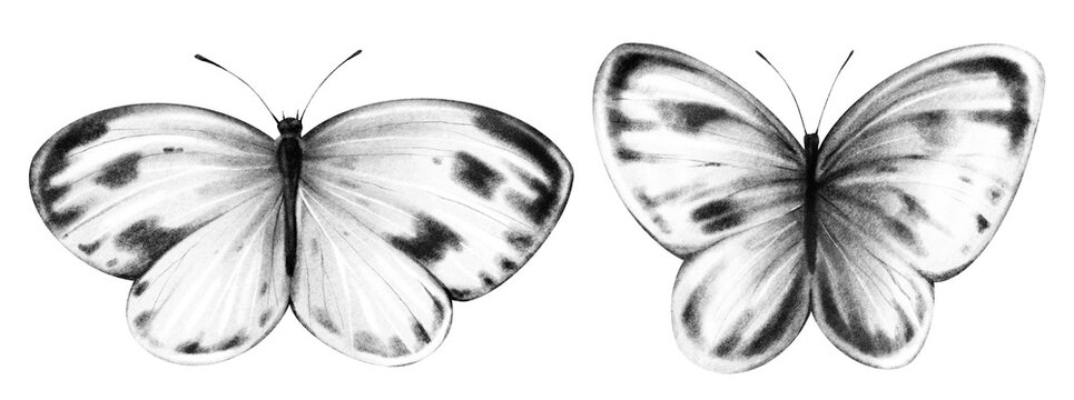 Watercolor hand drawn gentle illustration of beautiful gray cabbage butterflies or moths isolated on white background. Clipart delicate flying abstract black and white butterflies. Pieris brassicae