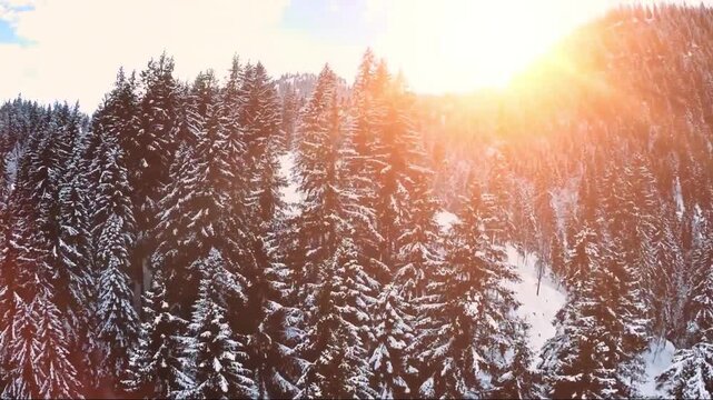 4K snowy pine forest illuminated by warm winter sunlight in a peaceful landscape.