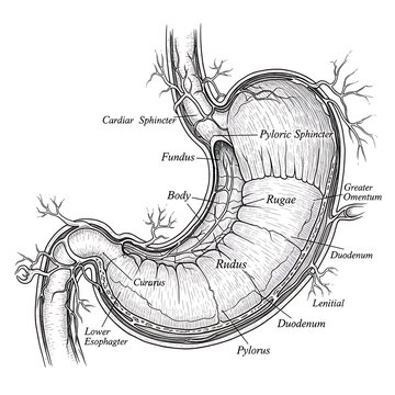 Detailed human stomach anatomy diagram.