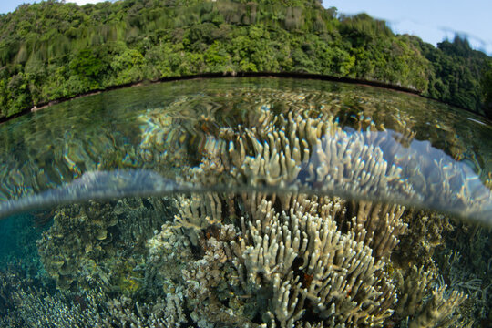 Healthy Porites corals grow on a reef in Palau's southern lagoon. This beautiful island-nation is a popular destination for divers, snorkelers, kayakers, and World War II buffs. 