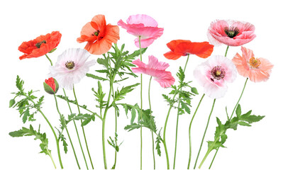 Colorful field with poppy blossoms of various colors © Marina Lohrbach