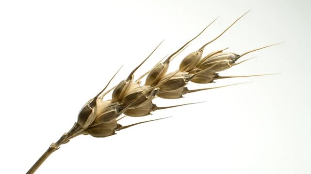 wheat isolated on white background