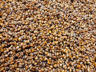 Preasure cooked Wheat. before being milled into ceria © Stuart
