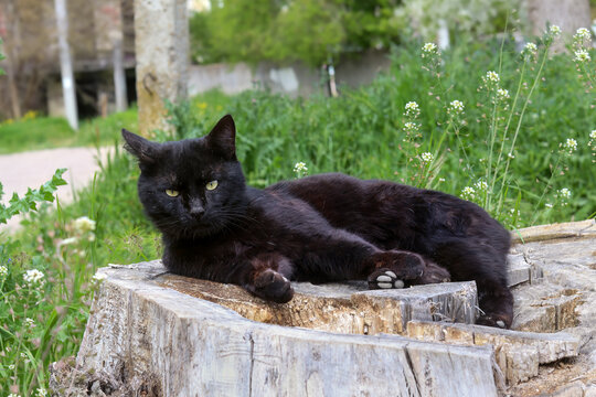 Feral black alley tomcat lies on large stump in middle of yard. Real veteran tomcat with scars earned in territorial street fights. Concept brave stray animal and street cat warrior.