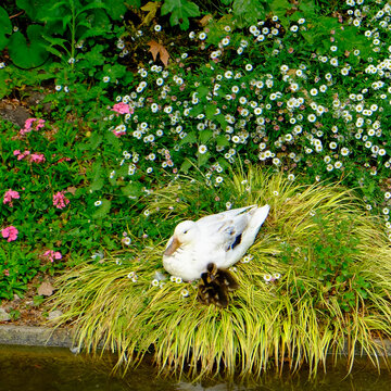 Mother duck nesting with ducklings among spring flowers