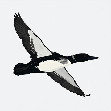 Common loon flying with wings spread against white background