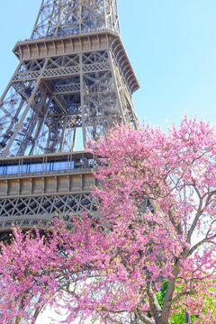 Eiffel Tower with pink spring blossoms in Paris