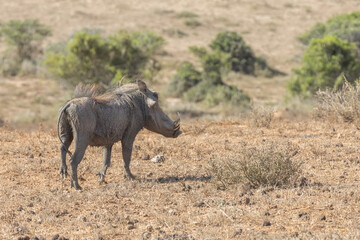 Fototapeta premium Warthog boar wild on plains africa dry and dusty natural habitat shows mane hooves and tusks