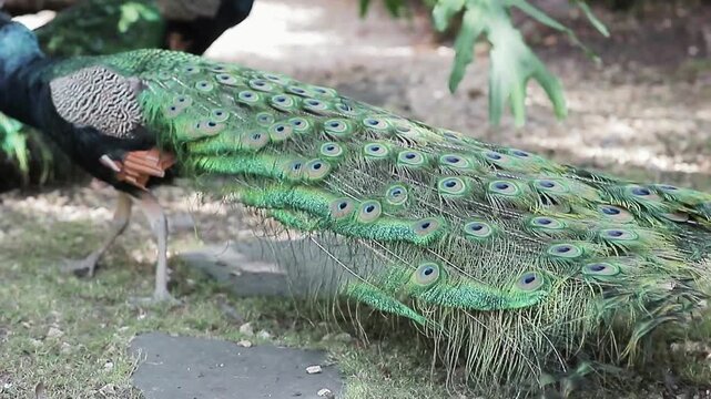 The Indian peacock (Pavo cristatus), also known simply as the peacock, is a magnificent bird famous for its vibrant iridescent plumage and spectacular decorative tail feathers.