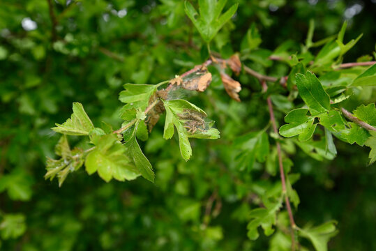 Caterpillars of ermine moth. Net on hawthorn with caterpillars of an ermine moth. Blurred background.