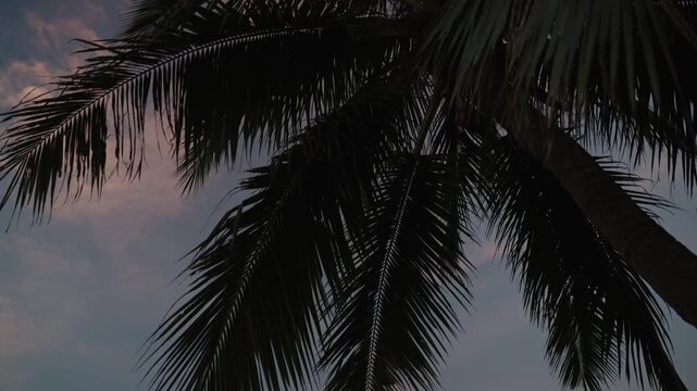Cinematic Vertical Tilt-Down Shot from Silhouetted Palm Canopy to Ethereal Sunset Seascape, Moody and Soulful Tropical Twilight on Koh Samui Beach, 4k Slow Motion Video