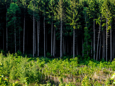 Wiederaufforstung im Mischwald im Fr&uuml;hjahr