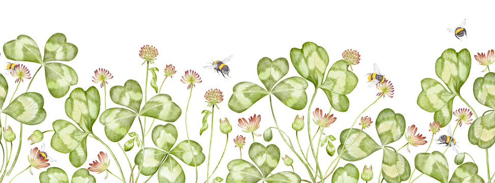Watercolor hand drawn botanical horizontal seamless pattern with wildflower clover isolated on white background. Lucky clover branches, leaves, blooming purple buds, bumblebees. Patrick's day