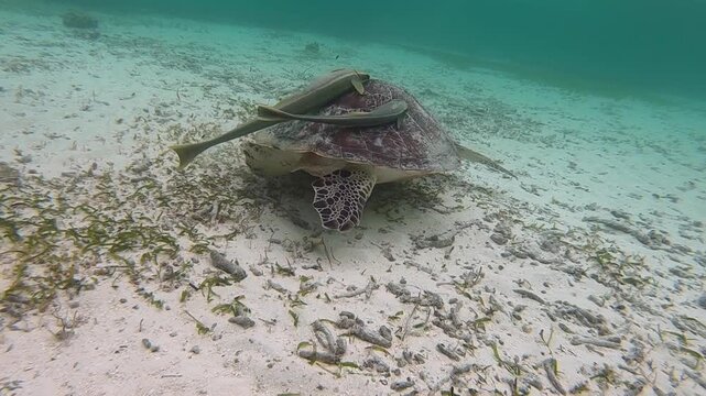 The green sea turtle (Chelonia mydas) with cleane fish is greazing on seagrass. Green sea turtles have a variety of parasites including barnacles, leeches, protozoans, cestodes, and nematodes.