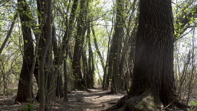 Sunlight filters through tall trees along a narrow forest path as branches and fresh spring leaves frame a quiet woodland corridor