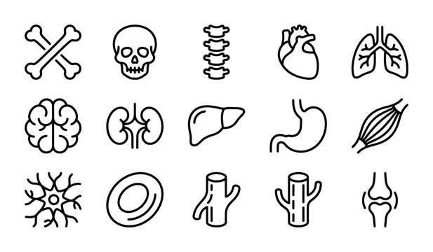 Human Anatomy Icons Set: Organs, Skeleton, Cells, Medical Science Vector Graphics