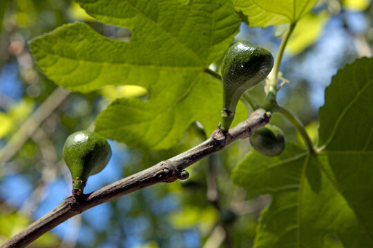 Huis Verwolde, estate at Laren Gelderland Netherlands. Figs on a figs tree