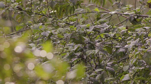 The foliage of an alder tree after the rain illuminated by the afternoon sun