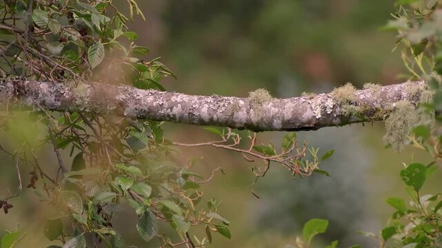 An alder branch with lichen on it and the foliage around it shacked by a soft wind,