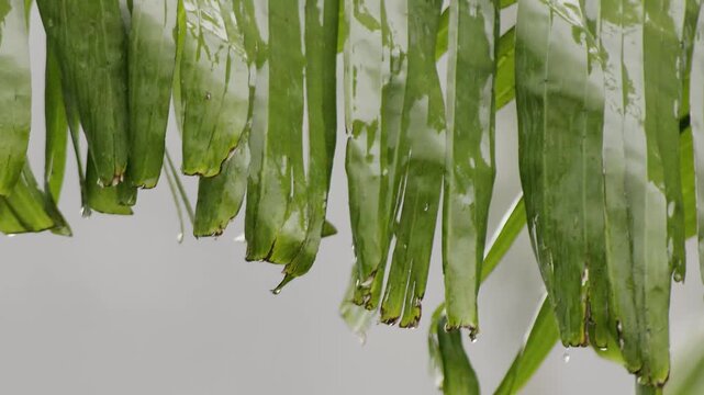 Tore banana leaf moved by a soft wind under a light rain