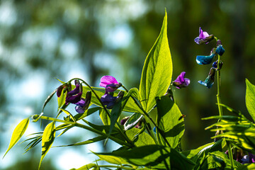Blooming mousepea grass (Lathyrus palustris) in the spring light on a forest glade © Rinat