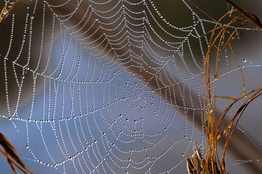 Spider web covered with dew drops in soft morning light, detailed macro pattern with water droplets creating abstract natural background ideal for nature, texture and design use